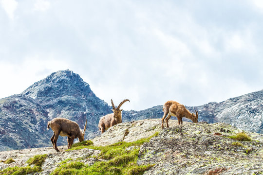 Stambecchi in natura