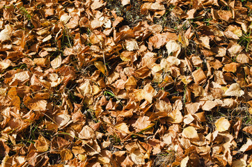 Autumn background
