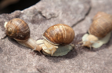 snail close-up in nature