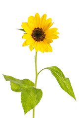 Einzelne Sonnenblume auf weißem Hintergrund