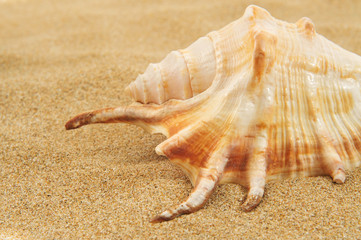 giant spider conch shell on the sand