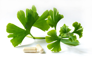 Gingko