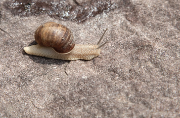 snail crawling on a stone close-up