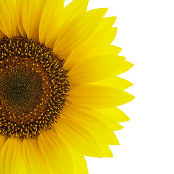 Sunflower on white detail