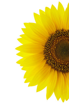 Sunflower on white detail