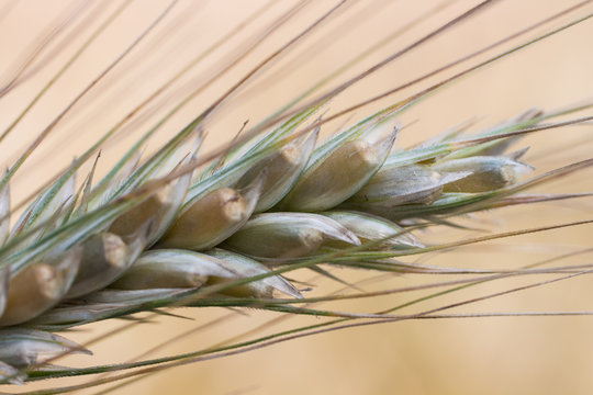 Gersten &Auml;hre Macro