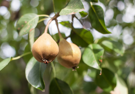growing pears close-up in nature