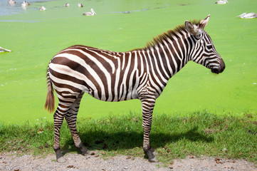 Fototapeta na wymiar zebra in safari
