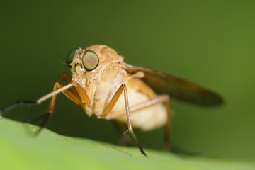 Horse Fly