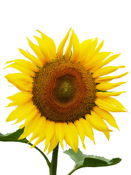 Isolated sunflower in focus on the white background