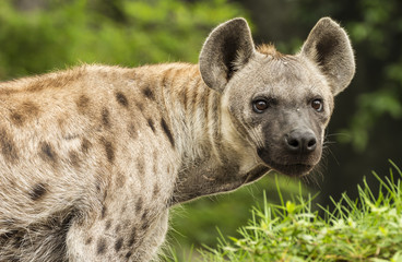 Spotted Hyena in the wild 