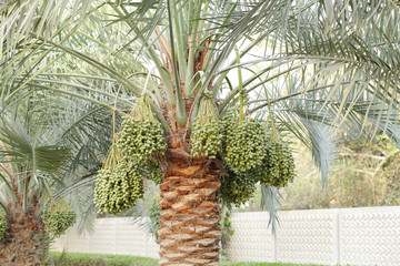 Green Kimri & khalal dates clusters all around the palm tree