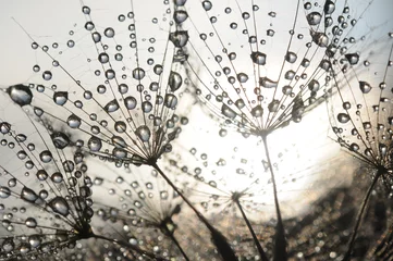 Door stickers Dandelions and water Dandelion seeds with dew drops