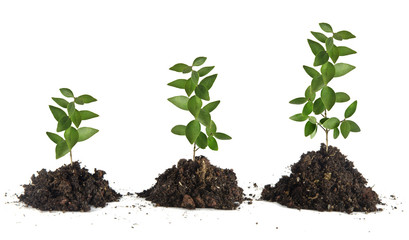 Saplings on white background