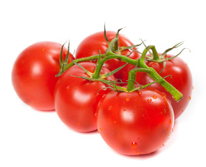 Ripe tomato on bunch with water drops