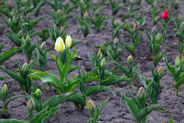 Tulips