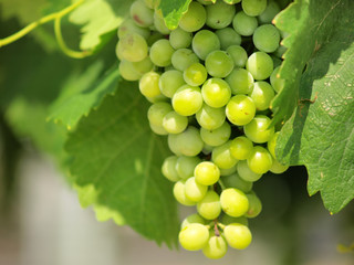 Green grapes on vine