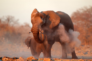 Fototapeta na wymiar African elephant covered in dust, Etosha N/P