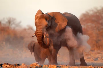 Selbstklebende Fototapeten Afrikanischer Elefant mit Staub bedeckt, Etosha N/P © EcoView