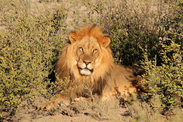 Big male African lion