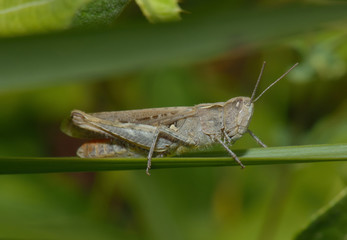 grauer Grashüpfer