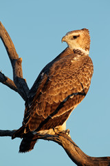 Martial eagle (Polemaetus bellicosus)