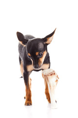 chihuahua and bone isolated on white background