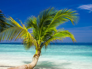 Exotic palm trees on white sand beach. Maldives