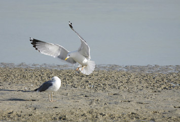Landing of Seagull