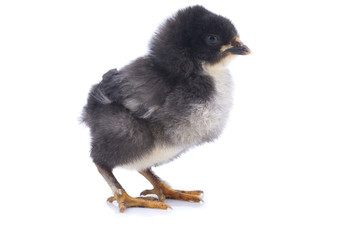 Chick on a white background