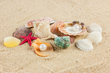 seashells und starfish on sand