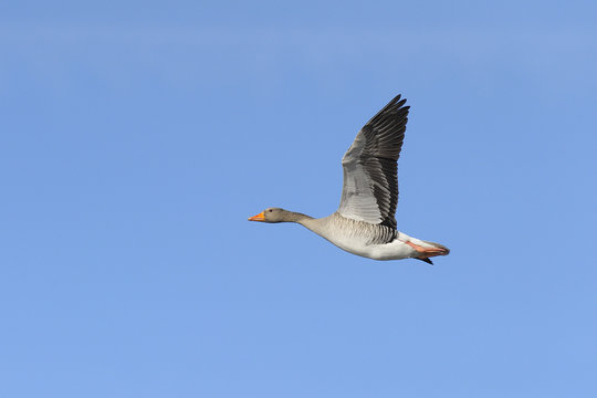 Greylag Goose in flight