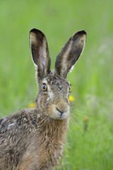 Brown hare portrait