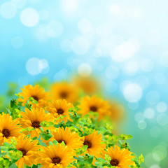 Yellow flowers on the blurred background