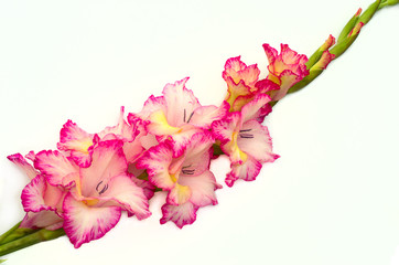 pink gladiolus is on white background