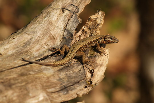 l&eacute;zard des murailles