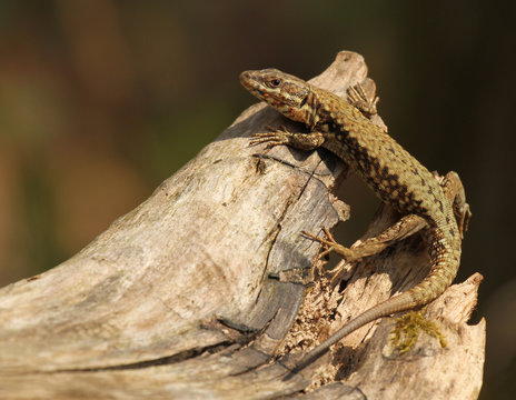 l&eacute;zard sur une souche