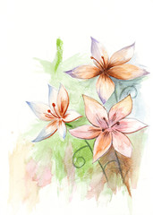 Asiatic lilies