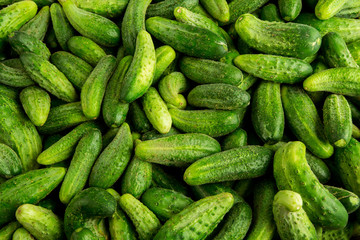 green cucumbers, background