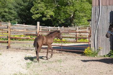 Naklejka premium Foal