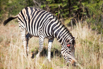 Fototapeta na wymiar Single wounded zebra grazing between tall grass