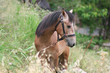 Obraz premium Lonely Horse