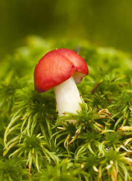 Russula mushroom among moss, macro photo