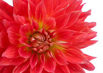 Red dahlia flower macro