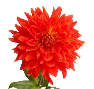 Red dahlia flower isolated on white