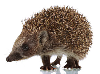 Hedgehog, isolated on white