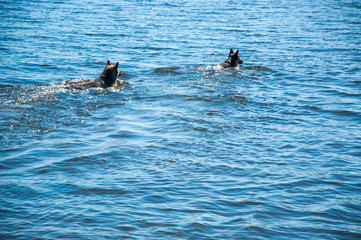 dog swimming in the lake