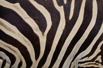 Fototapeta na wymiar Wspólne Zebra