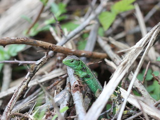 Männliche Zauneidechse am Dörnberg