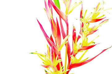 Obraz premium Heliconia 'Lady Di'